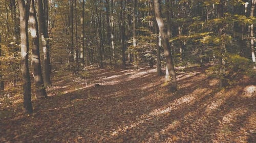 Autumn Forest with Fallen Leaves
