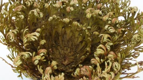 Time lapse of opening Rose of Jericho (Resurrection Plant)