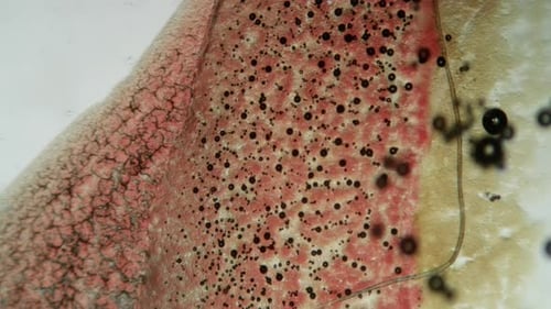 Abstract Microscopic Organic Cells Movement in Fluid Background