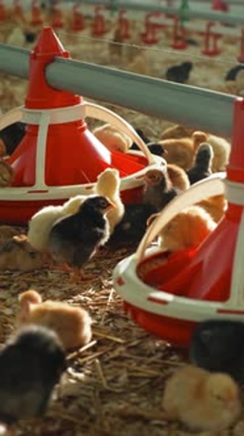 Chickens are Found in a Poultry Farm Setting That is Equipped with Feeders for Their Needs