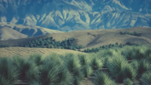 Very Remote Spinifex Grass Covered Spot in the Great Victoria Desert