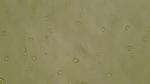 Microscopic Organisms Moving in Liquid for Scientific Backgrounds