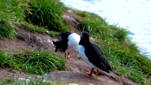 Discover Breathtaking Puffins in the Stunning Coastal Landscapes of Iceland During Summer