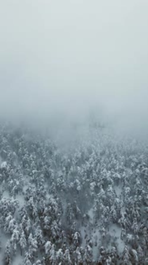 Vertical Winter Forest
