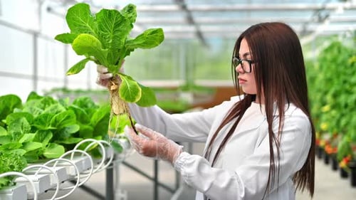 Laboratory technician in a white coat, analysing lettuce grown with the Hydroponic method in a green