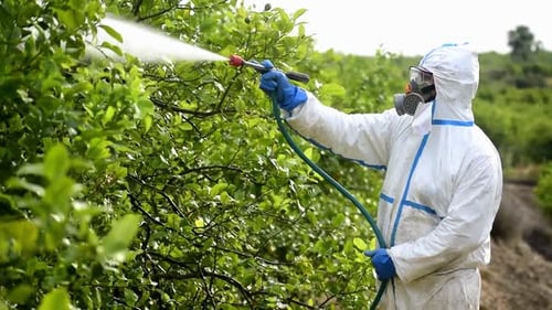 Worker Sprays Plants With Liquid in Rural Field