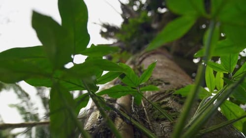 Lush Tropical Plants Grow at Tree Base