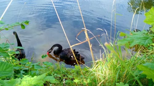 Looking through grass to see a breeding pair of black swans standing by a lake