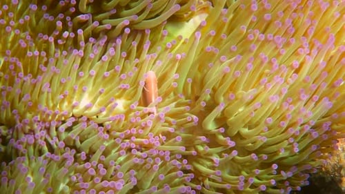 Cute Anemone Fish Hiding on the Coral Reef Snorkeling or Diving