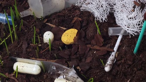 Timelapse of Germinating Green Grass Among Medical Trash Left on the Ground Outdoors