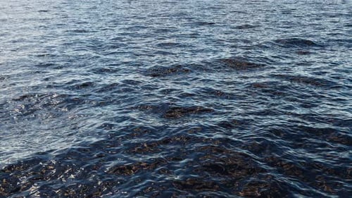 Landscape in nature with sea or ocean, waves and wind.