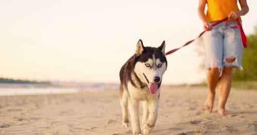 Young Woman Enjoying Evening Walk with Her Pet Dog on the Beach in Summer