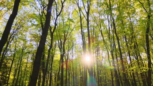 Brightly Illuminated with Sunlight Beams Green Forest with Lush Trees at Autumn Sunrise Amazing Wild