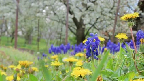 grape hyacinths muscari growing in garden in spring