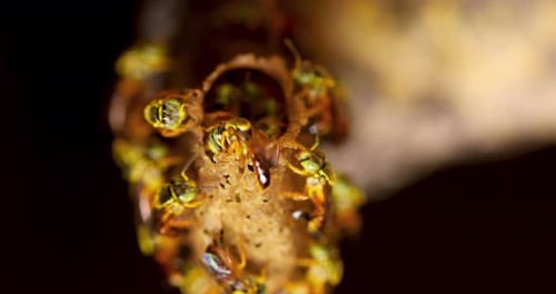 Honeybees at their Beehive Entrance at Night