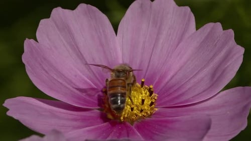 A Native Bee Feeding on a Flower.