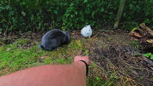 Rabbits in Rural Outdoor Setting