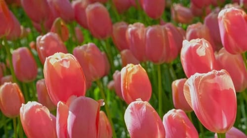Blooming Tulips in Keukenhof Flower Garden Lisse the Netherlands