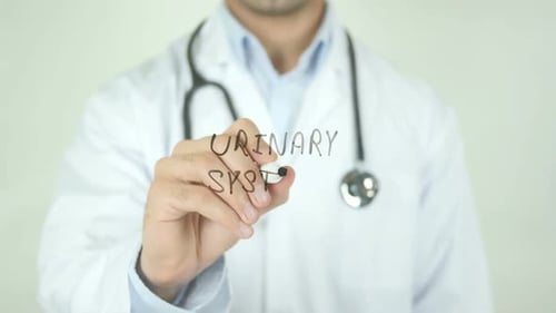 Doctor Writing About the Urinary System