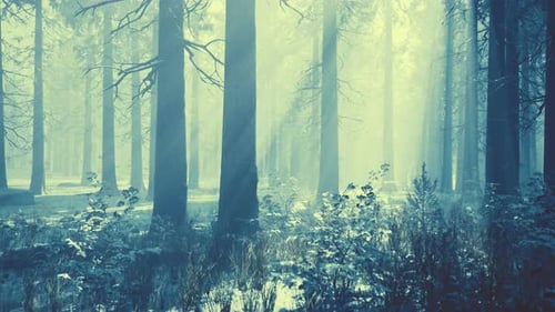 Mystical Winter Forest with Snow and Sun Rays Coming Through Trees