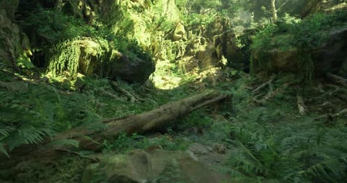 Lush Green Forest Landscape with Moss Covered Rocks and Fallen Trees