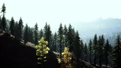 Sunset in the Mountains with Forest and Shining Sun