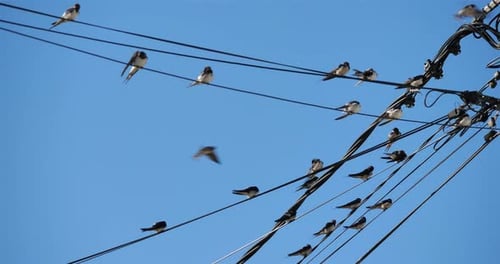 Barn swallows (Hirundo rustica). Group of birds waiting for the migration. France