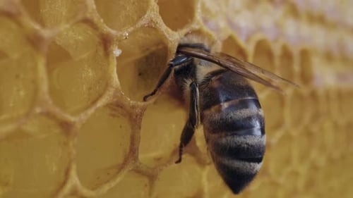 Bee Working on Honeycomb in Apiary Life of Carniolan Honey Bee in Hive
