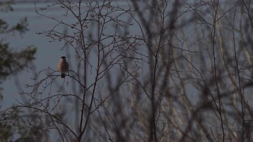 Female Eurasian Bullfinch Resting On Small Branches Of A Leafless Plant. Selective Focus Shot