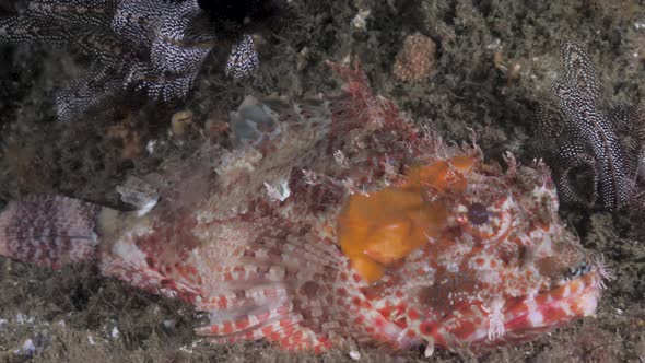 Deep sea colorful reef fish species resting on a the bottom of the ...