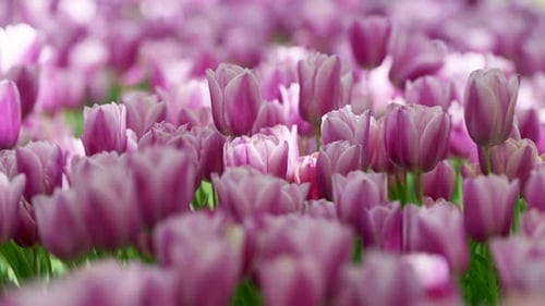 Field of Light Purple Tulips Blooming in Spring