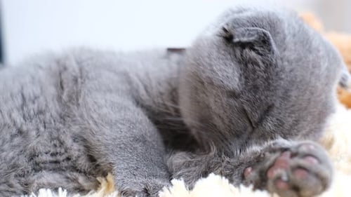 Gray Kitten Licking Paw on Blanket Indoors