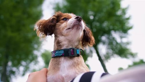 small funny cute dog with owner on a walk in the park girl pet outdoors happy friendship lies