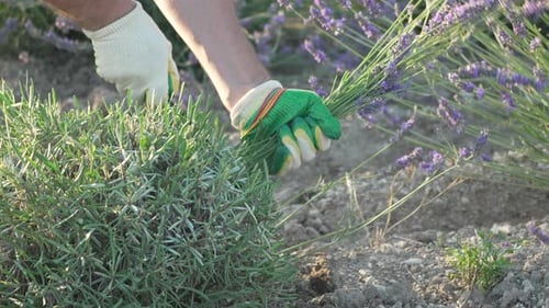Hands Cutting Lavender in a Field
