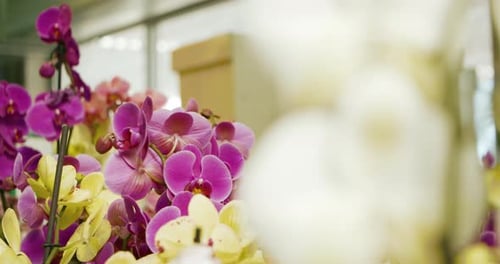 bouquet of orchids in a flower shop