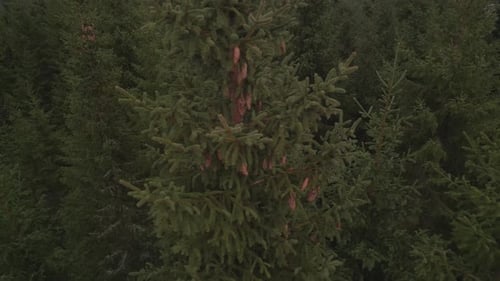 Aerial View of Evergreen Forest with Pine Cones