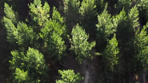 People on mountainbikes cycling on dirt trail in dense pine forest, golden hour sunlight on canopy,
