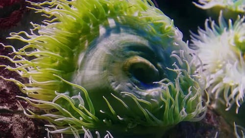 Amazing Underwater World with Its Diversity and Variety