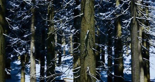 Snow Covered Trees Create a Serene Atmosphere in a Winter Forest Landscape