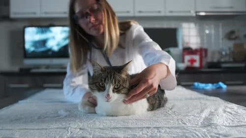 Veterinarian Examines Cat with Stethoscope in Office