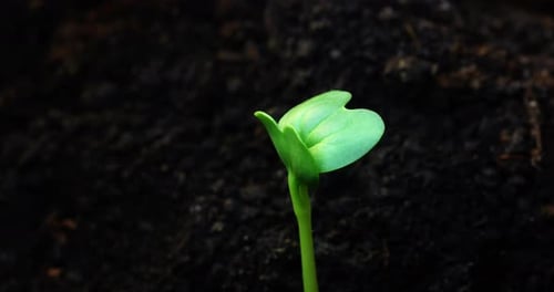 Timelapse of Growing Plants on the Farm
