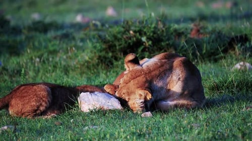 Scene Of A Young Cub Drink Milk From Mother's Teats In Masai Mara, Kenya. Handheld Shot