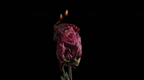 Burning Rose on Black Background in Extreme Close Up
