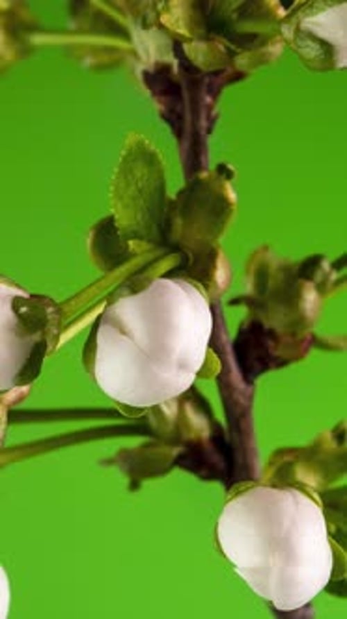 Time Lapse of the Blossoming of White Petals of a Apple Flower