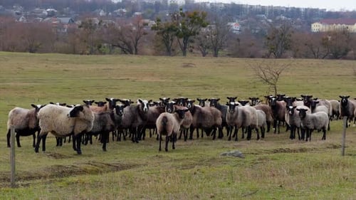 Group of black-muzzled sheep stand looking into camera. Small cattle pasturing in the field.