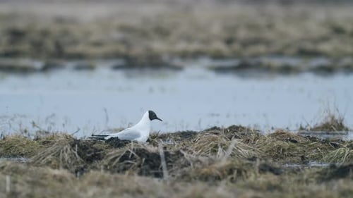Black-headed gull walking in the field looking for food eating spring migration