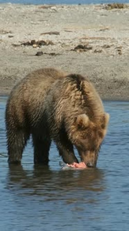 Brown bear eating salmon