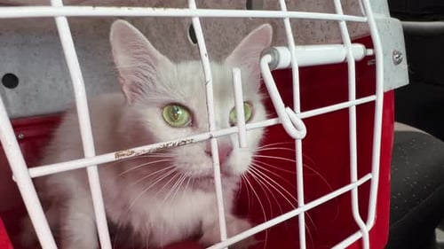 Cat in a cage rescued from the street.