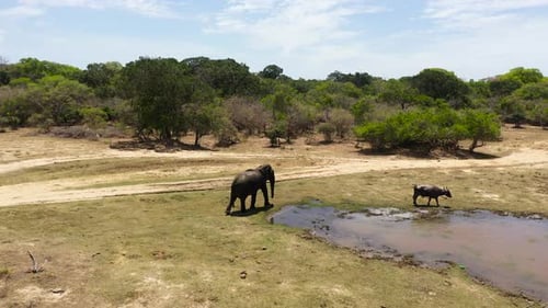 Elephant in the Wild in Sri Lanka