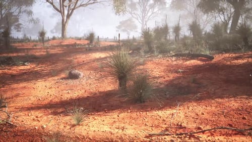Rural Field With Trees and Bushes